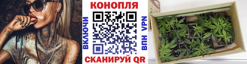 Шишки марихуана сатива  Сланцы 